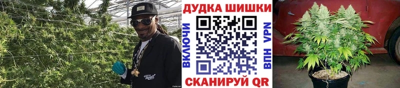 Конопля сатива  Углич 
